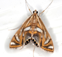 Margarosticha euprepialis