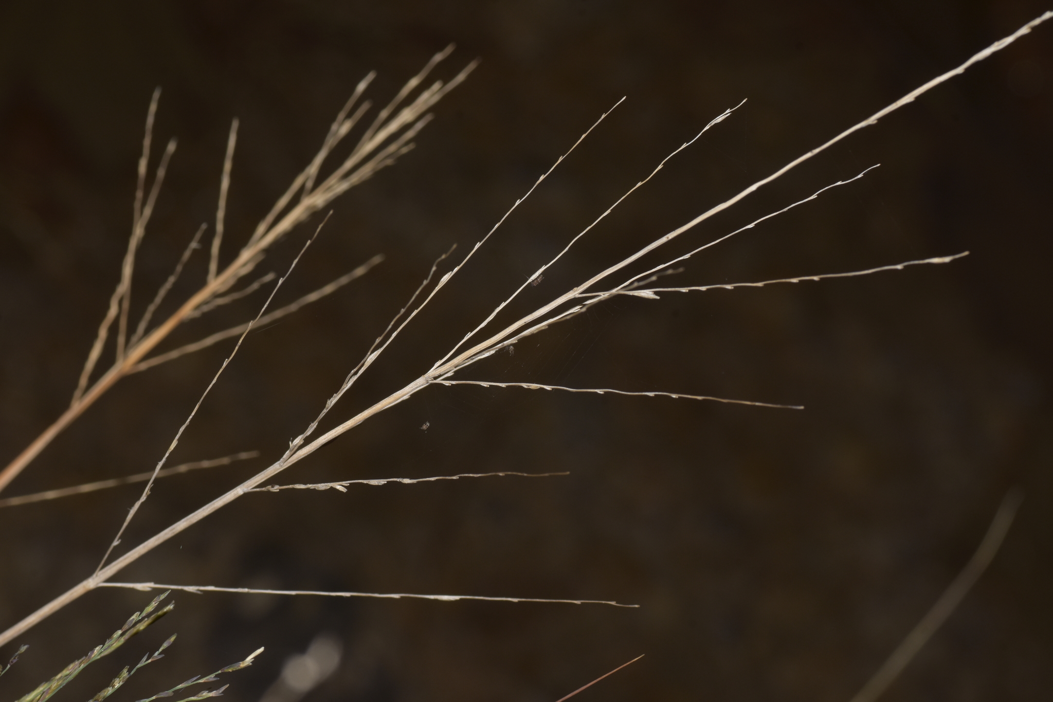 Diplachne fusca — ảnh 3