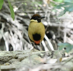 Pitta versicolor