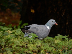 Columba palumbus