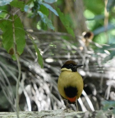 Pitta versicolor