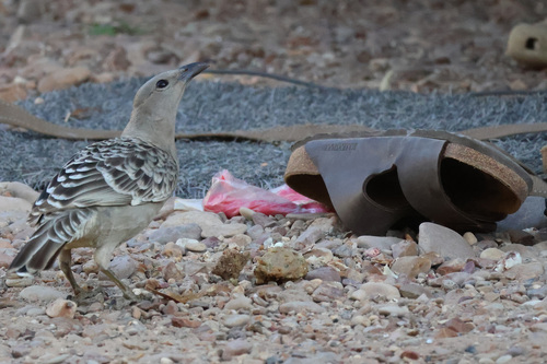 Great Bowerbird