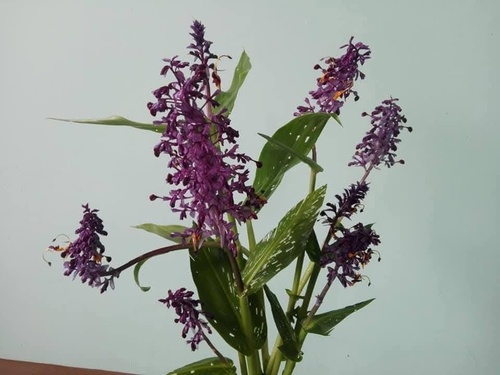 Globba wardii