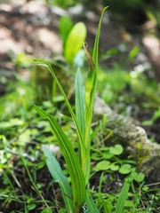 Pterostylis patens