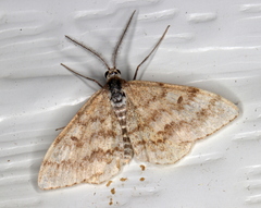 Scopula rubraria