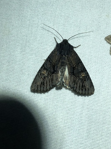 Relic Dune and Burgess' Apamea Moths photo 6