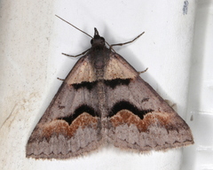 Dichromodes atrosignata