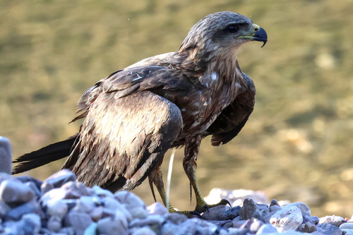 Black Kite