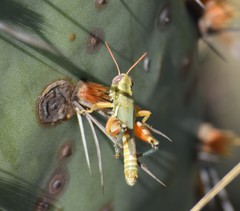 Chloroplus cactocaetes