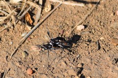 Cicindela schauppii