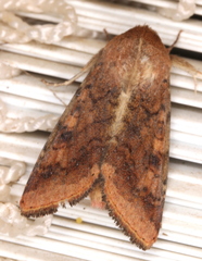 Australothis rubrescens