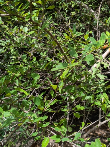 Erythroxylum monogynum (Erythroxylum monogynum)