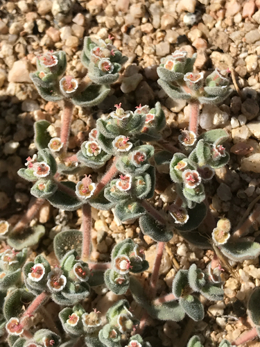 Death Valley sandmat (Euphorbia vallis)