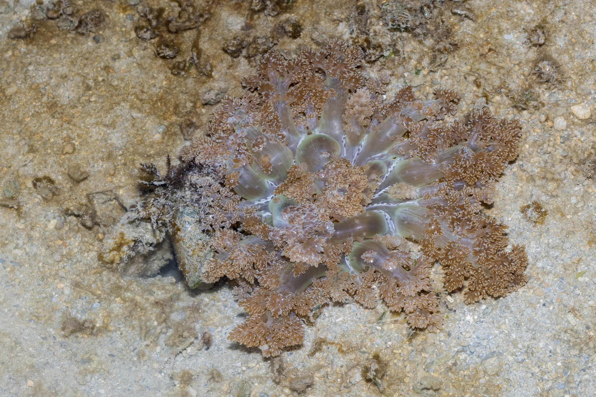 Actinodendron arboreum (Quoy & Gaimard, 1833)