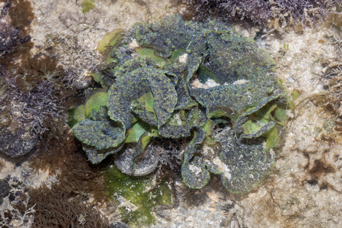 Martensia observed 2025-07-13