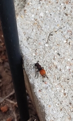 Pseudomethoca brazoria