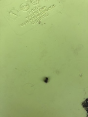 Metaphidippus