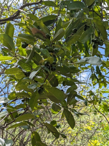 Ceylon ebony (Diospyros ebenum)