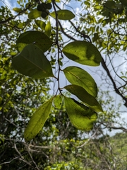 (c) Suhel Quader, some rights reserved (CC BY) Diospyros ebenum, photograph (c) Suhel Quader, some rights reserved (CC BY)