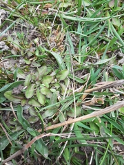 Mazus novaezeelandiae