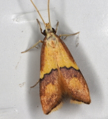 Crocanthes prasinopis