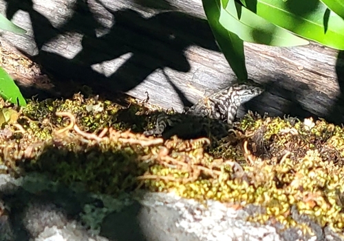 iNaturalist observation photo of Common Sagebrush Lizard