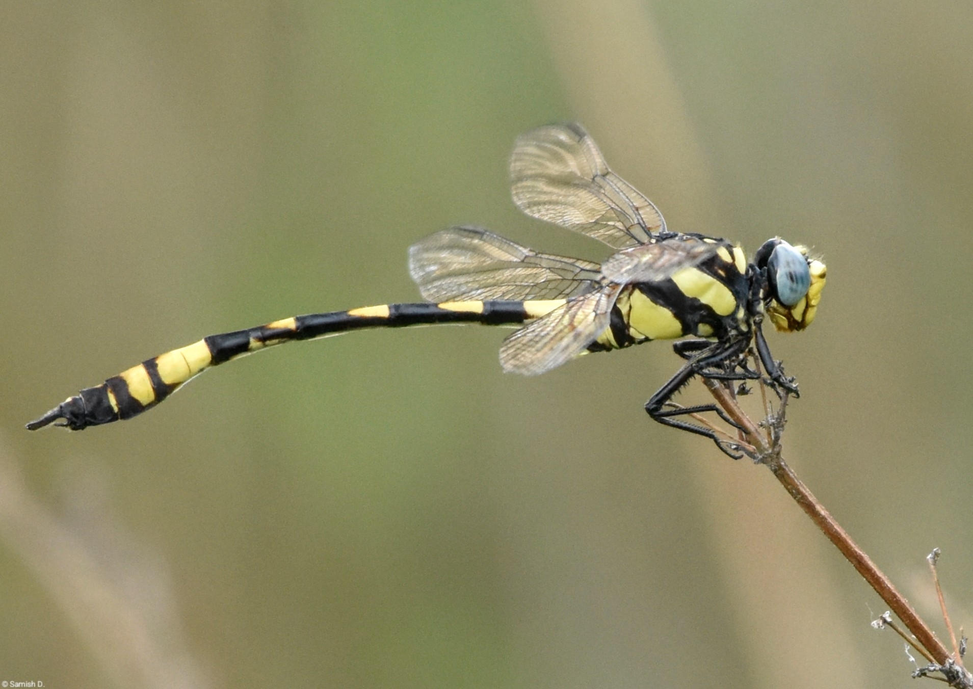 T-Marked Clubtail