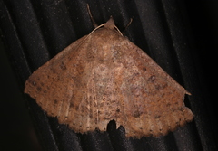 Ericeia subsignata