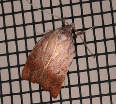 Tortricopsis pyroptis