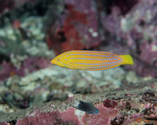 Coris marquesensis observed 2025-06-05
