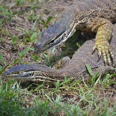 Varanus panoptes