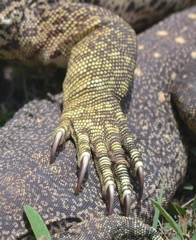Varanus panoptes