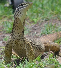 Varanus panoptes