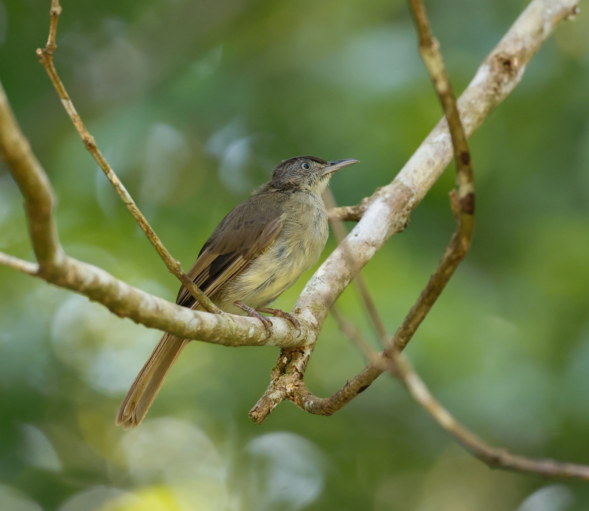 Buff-vented Bulbul (Iole crypta), photo 4