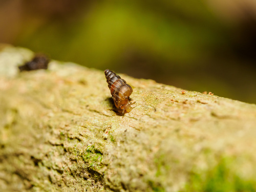 Omphalotropis observed 2025-07-10
