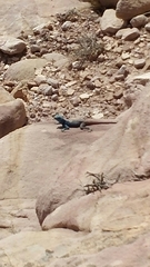 Pseudotrapelus sinaitus