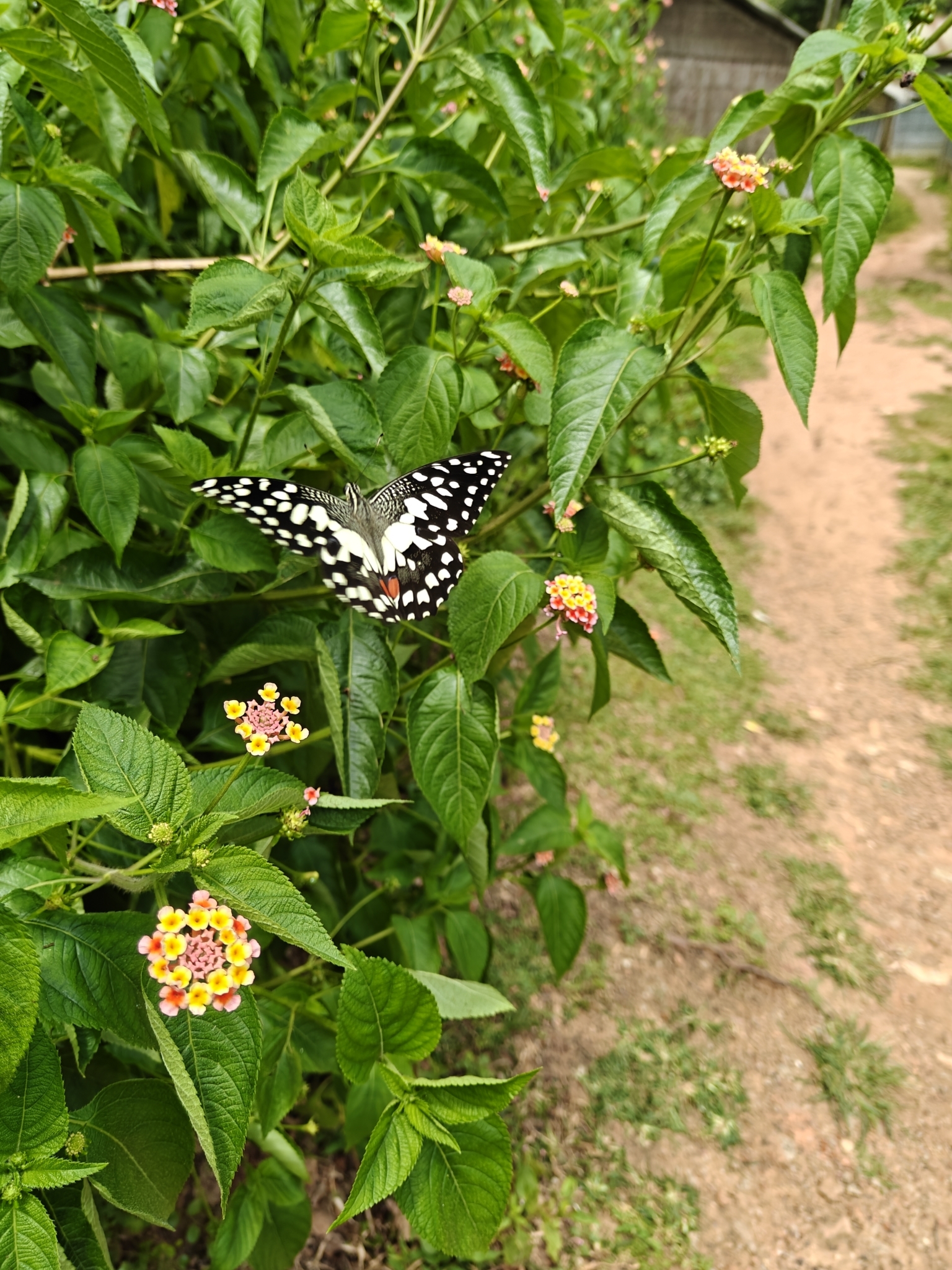 Lime Swallowtail