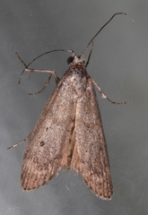 Aphomia baryptera