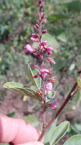 Pink Velvetbean
