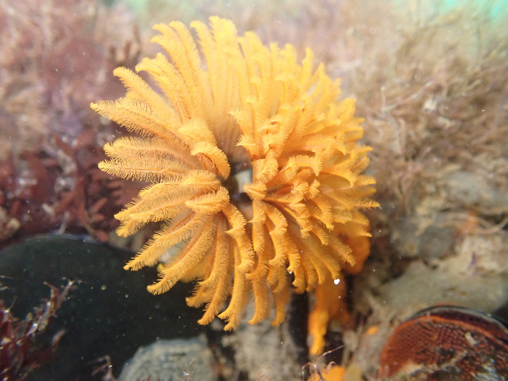 Giant Feather Duster Worm