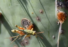 Chloroplus cactocaetes