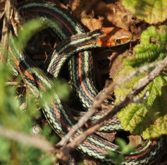 Thamnophis sirtalis tetrataenia