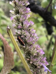 Tropidothorax cruciger