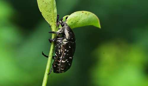 Oriental Flower Beetle