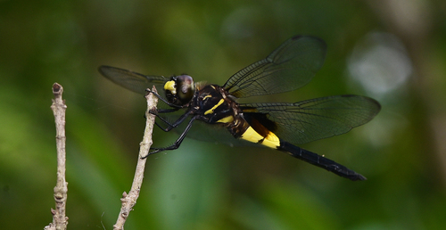 Pied Skimmer