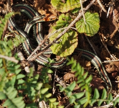 Thamnophis sirtalis tetrataenia