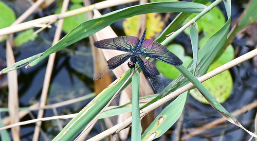 Butterfly Flutterer
