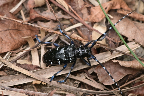 Citrus Longhorn Beetle