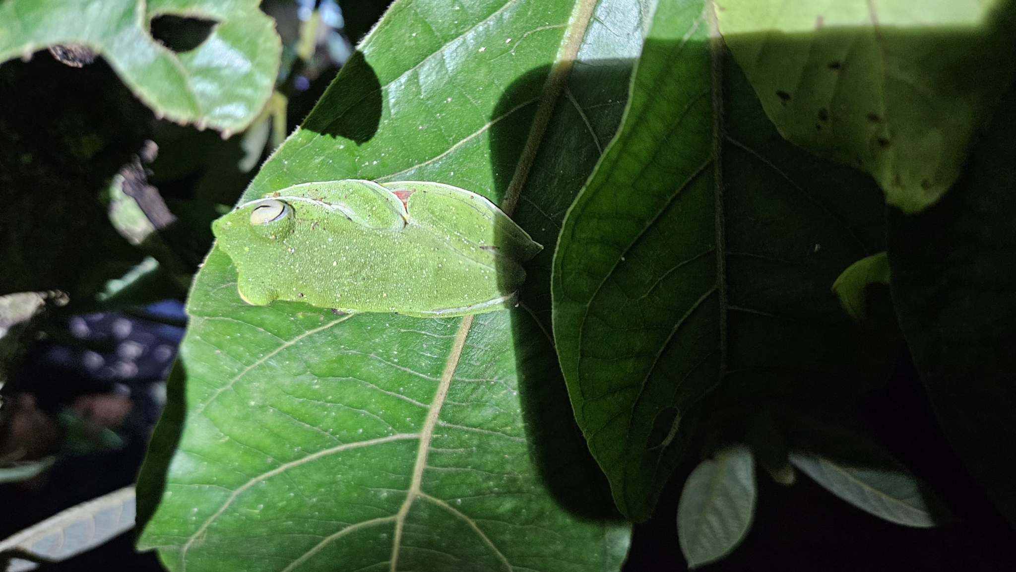 Malabar Gliding Tree Frog