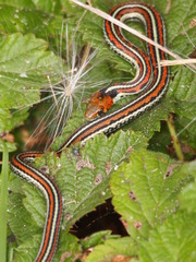 Thamnophis sirtalis tetrataenia